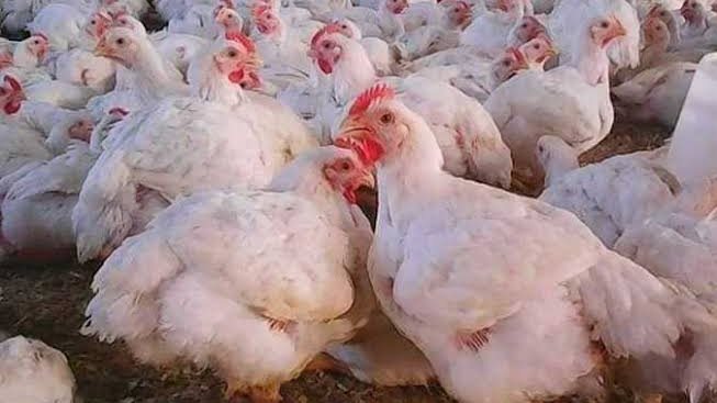 أسعار الدواجن&nbsp;