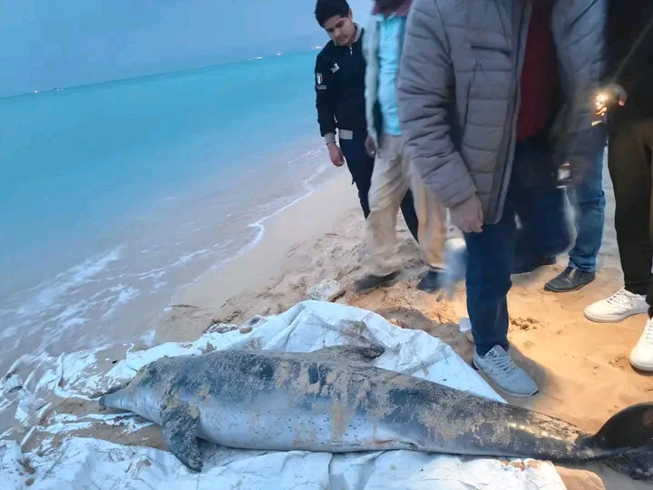 العثور على دولفين نافق في قرية سياحية بالسويس ونقله لتحنيطه في معهد علوم البحار والمصايد