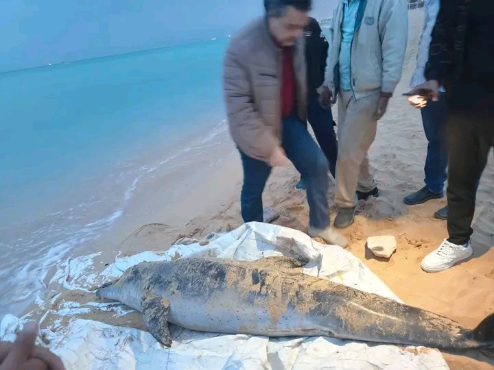 العثور على دولفين نافق في قرية سياحية بالسويس ونقله لتحنيطه في معهد علوم البحار والمصايد