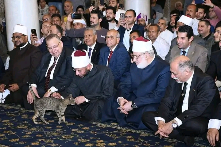 وزير الأوقاف يلاطف قطة خلال احتفالية ذكرى فتح مكة في مسجد السيدة زينب