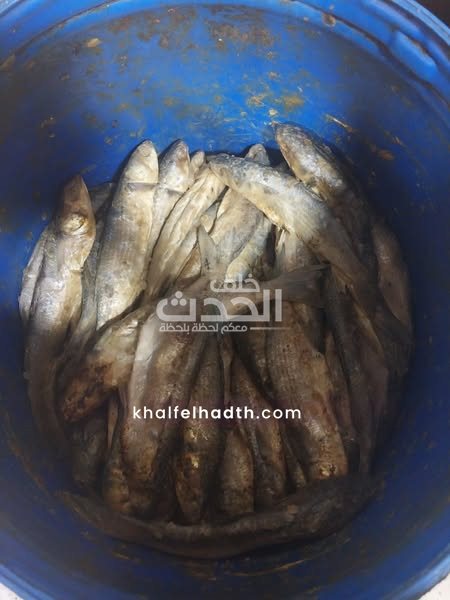 تموين القاهرة تكثف حملاتها على الأسواق لضبط السلع الفاسدة