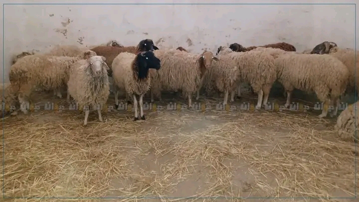 أسعار الأضحية&nbsp;