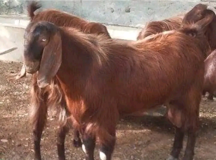 أسعار الأضحية&nbsp;