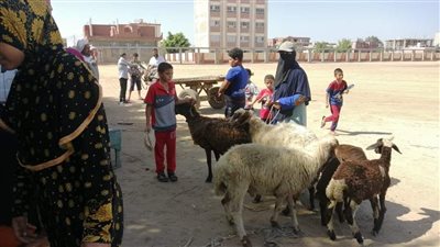 تحصين 28 ألف رأس أغنام وماعز ضد طاعون المجترات الصغيرة بكفرالشيخ.. وتكثيف الحملات البيطرية