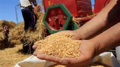 توريد 330 ألف طن قمح بصوامع المنيا