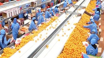 زيادة صادرات الصناعات الغذائية.. نمو قياسي بنسبة 12% في 2025