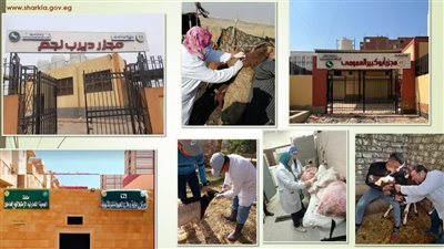 «الزراعة» تكشف عن حصاد استثنائي: رعاية صحية لـ71 ألف رأس ماشية و49 ألف طائر