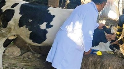 محافظ أسيوط: تحصين 112 ألف رأس ماشية ونشر 1574 فرقة بيطرية خلال 5 أسابيع