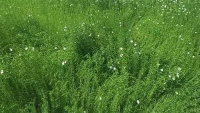 زراعة الشرقية تنفذ يوم حقلي إرشادي في 