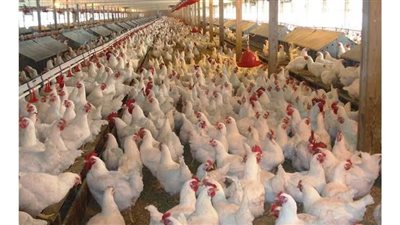 تحصين 31 ألف طائر متنوع ضد الأمراض الوبائية وإنفلونزا الطيور بكفرالشيخ