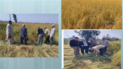 زراعة الشرقية: بدء حصاد محصول الكتان بقرية بني عامر بالزقازيق