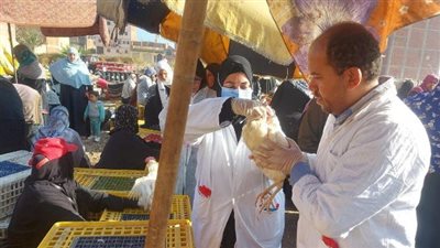 بيطري الأقصر: تحصين 40 ألف رأس ماشية وإعدام عجل وضبط طن لحوم غير صالحة 