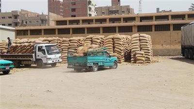 محافظ أسيوط: استقبال 31 ألف طن قمح بـ 28 شونة وصومعة منذ بدء موسم التوريد