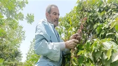 بعد تجارب 40 سنة.. مصر تنجح في زراعة البن بعدد من المحافظات..