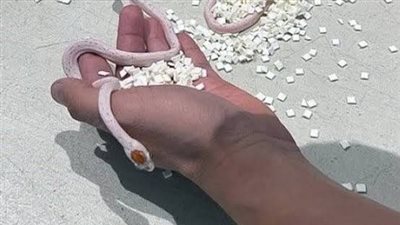 يهرب ثعابين فى سرواله 