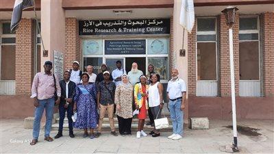 تدريب وفد من 10 دول إفريقية على تقنيات تحسين تقاوي الأرز بمركز البحوث الزراعية بسخا