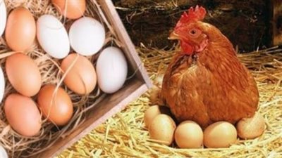 بورصة الدواجن اليوم.. ضغوط على أسعار الفراخ مقابل استقرار البيض