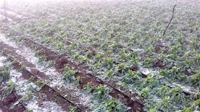 حالة الطقس في يناير.. كيف يواجه المزارعون خطر 