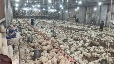طفرة في الصادرات.. نمو إنتاج الثروة الداجنة بنسبة 14% بمصر