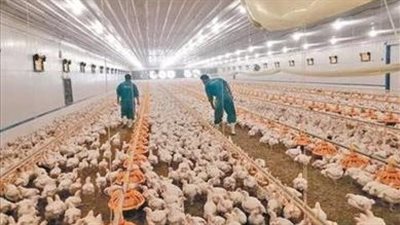 طفرة إنتاجية.. الثروة الحيوانية تسجل أرقاماً غير مسبوقة لتعزيز الأمن الغذائي