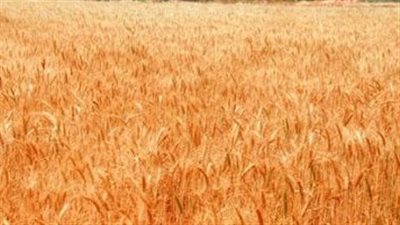 محصول تاريخي بـ 27 مليون طن.. القمح الأرجنتيني يغزو الأسواق الآسيوية