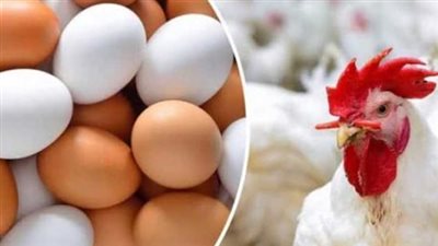 أسعار الفراخ والبيض في الأقصر اليوم واستقرار سوق الدواجن مع توقعات الفترة المقبلة