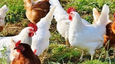 أسعار الدواجن والبيض اليوم.. ثبات في الأسواق رغم تقلبات السوق العالمية