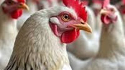بورصة الدواجن اليوم الاثنين 9 فبراير.. مفاجأة في أسعار الفراخ البيضاء والبانيه