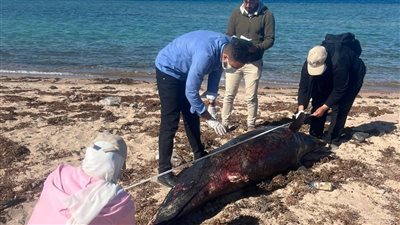 د.منال عوض توجه بدفن درفيل نافق في رأس غارب وفق الاشتراطات البيئية