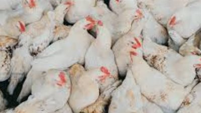 بورصة الدواجن والبيض اليوم الثلاثاء 24 فبراير.. مفاجأة في البانيه