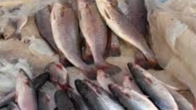 خريطة أسعار الجمبري اليوم الخميس: تفاوت الملحوظ بين الحجم الجامبو والوسط والمجمد