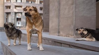 ردود أفعال غاضبة.. كيف تحولت واقعة 