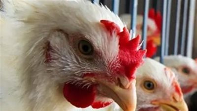 توفير 20 جنيهاً في الكرتونة.. منافذ وزارة الزراعة الوجهة المفضلة للأسر بالبحيرة