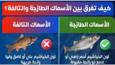 وزارة الصحة المصرية تقدم دليلاً شاملاً للتمييز بين الأسماك الطازجة والفاسدة