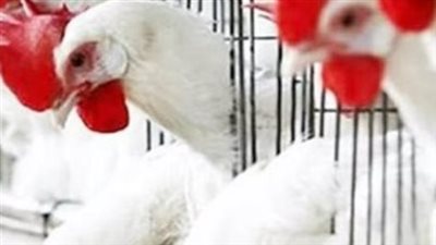 أسعار الفراخ البيضاء اليوم الثلاثاء 24 مارس 2026.. انخفاض ملحوظ بعد انتهاء العيد