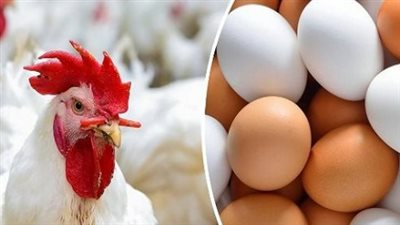 تراجع أسعار البانيه والبيض عقب عيد الفطر واتجاه المستهلكين لشراء الأسماك المملحة