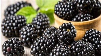 فوائد التوت الأسود لمرضى السكري.. مضادات أكسدة وألياف بتركيبة مثالية