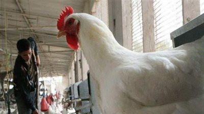 أسعار كرتونة البيض للمستهلك اليوم.. 130 جنيهاً للأبيض و135 جنيهاً للأحمر