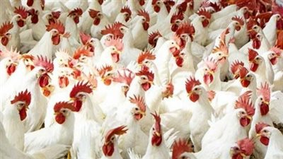 شعبة الدواجن: تراجع الأسعار 30%.. والكيلو بالمزرعة وصل لـ72-73 جنيهًا