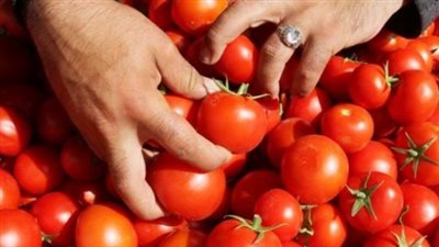نقيب الفلاحين يوضح أسباب ارتفاع أسعار الطماطم ويتوقع انخفاضها قريبًا