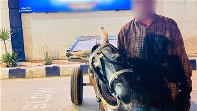 البحيرة.. ضبط شخص اعتدى على «حمار» بالحجارة بعد تداول فيديو
