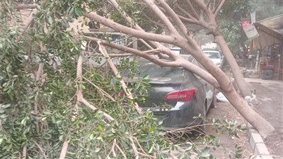 شجرة ضخمة تسقط على سيارة بمحيط شارع المحروسة بالعجوزة