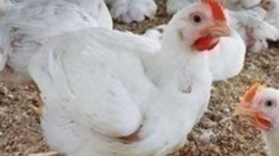 تحديث أسعار البيض اليوم.. كرتونة الأبيض والأحمر تسجل مستويات جديدة