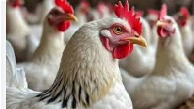 تحديث أسعار الفراخ البيضاء والبلدي والساسو في الأسواق المصرية اليوم