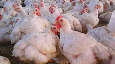 بورصة الدواجن اليوم.. استقرار أسعار الفراخ البيضاء والبلدي في الأسواق المصرية