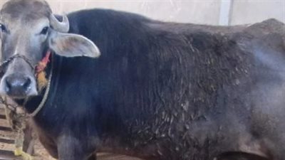 القبض على قاتل تاجر مواشي إثر مشاجرة حول بيع جاموسة بقنا