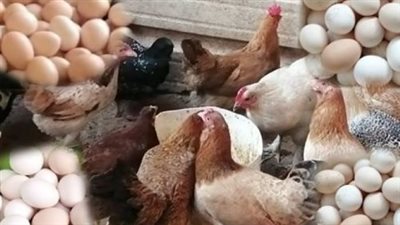 استقرار بورصة الدواجن وتراجع أسعار البيض يمنحان الأسواق حالة من الهدوء النسبي