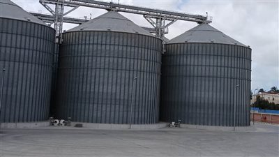 انطلاق موسم توريد القمح المحلي في الإسكندرية وسط استعدادات مكثفة لضمان نجاحه