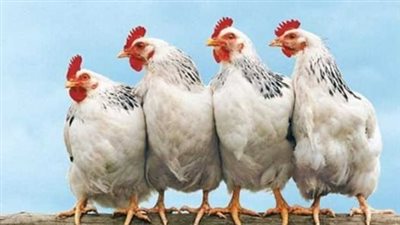 تراجع طن الأعلاف إلى 22 ألف جنيه.. الأسباب الحقيقية وراء هبوط أسعار الفراخ