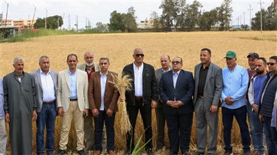 محافظ كفرالشيخ يطلق موسم حصاد القمح من حقول قرية نصره